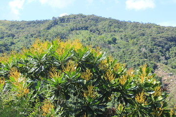 Paisaje rural. San Luis, Antioquia. Colombia.