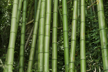 Lush green bamboo background