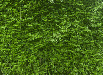 Fond de bambou vert luxuriant