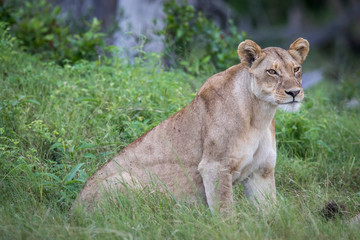 Female Lion sitting in the grass.