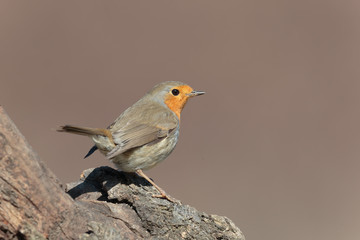 Robin11
