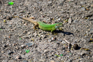 Naklejka na ściany i meble Green lizard on grey asphalt road