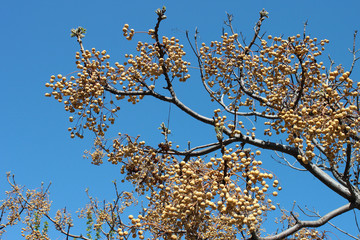 Chinaberry (Melia azedarach) fruits hanging on tree at winter