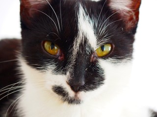 Black and white cat portrait