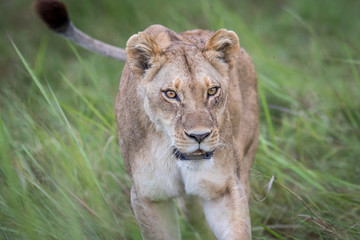 Female Lion walking towards the camera.