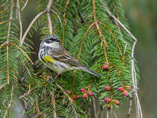 Yellow-rumped Warbler  Perched on Spruce Tree