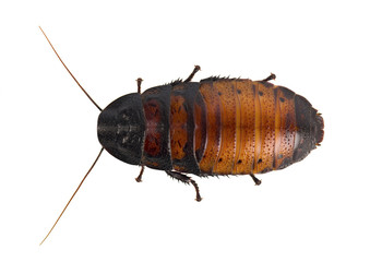 Cockroach isolated on white background