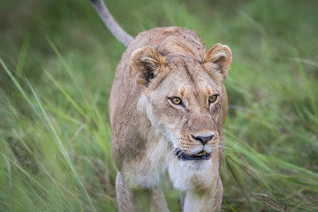 Female Lion walking towards the camera.