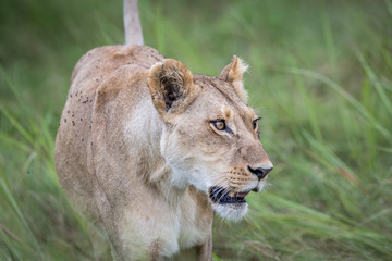 Female Lion walking towards the camera.