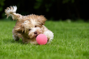 Playful havanese puppy dog chasing a pink ball in the grass - obrazy, fototapety, plakaty