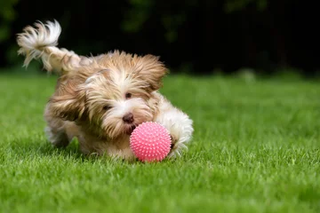 Crédence de cuisine en verre imprimé Chien Playful havanese puppy dog chasing a pink ball in the grass