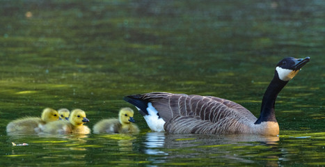Baby Goslings take a swim