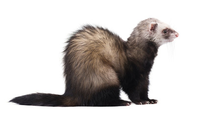 Ferret sitting and looking away, isolated on white background