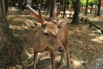 奈良公園の雄鹿