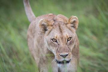 Female Lion walking towards the camera.