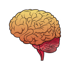 brain mind idea creativity image vector illustration