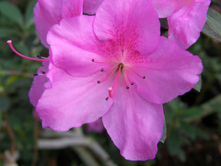 rhododendron.  beautiful flowers.