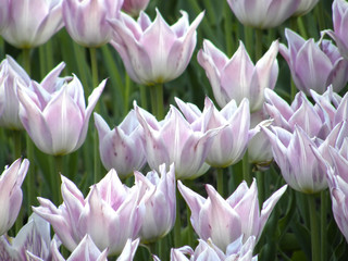 Fototapeta premium Flowers. Spring tulips.
