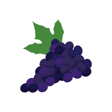 grape bunch fruit leaf food design vector illustration