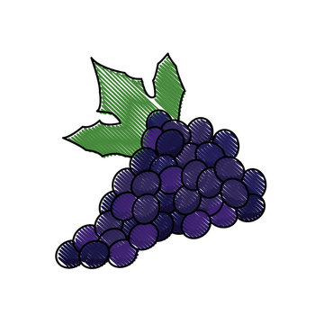 draw grape bunch fruit leaf food design vector illustration