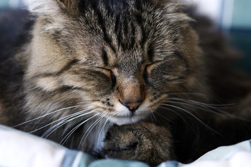 Eine junge Norwegische Waldkatze schläft entspannt auf einem Kissen