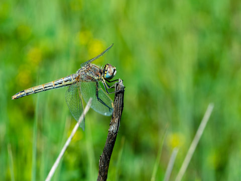 Dragonfly perched