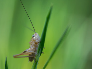 grasshopper