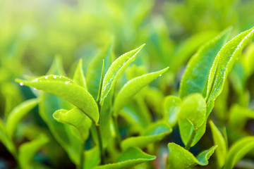Green tea bud and fresh leaves. Close up tea plantations fields in Nuwara Eliya, Sri Lanka