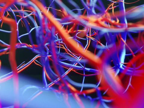 Blood vessels of a human - 3D Rendering