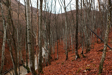 Burulcha river: Crimean mountain forest in winter