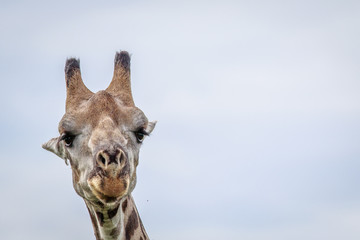 Close up of a Giraffe head.