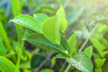 Green tea bud and fresh leaves. Close up tea plantations fields in Nuwara Eliya, Sri Lanka