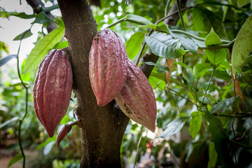 Cacao Tree (Theobroma cacao). Organic cocoa fruit pods in nature.