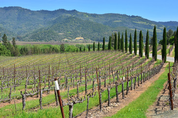 Fototapeta na wymiar Napa Valley, road to the most important vineyards of California