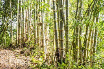 Bamboo Plants in Mindo Ecuador
