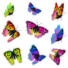 beautiful color butterflies,set, isolated  on a white