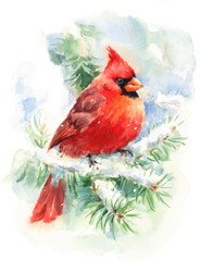 Watercolor Bird Cardinal Winter Christmas Hand Painted Greeting Card Illustration