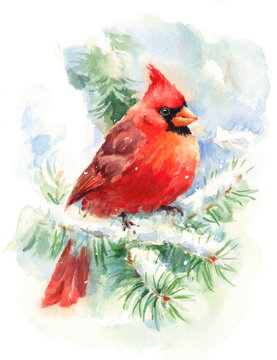 Watercolor Bird Cardinal Winter Christmas Hand Painted Greeting Card Illustration