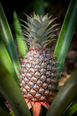 Obraz premium Pineapple tropical fruit growing in a nature. Pineapples plantation and farm.