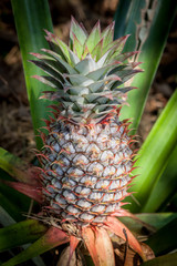 Obraz premium Pineapple tropical fruit growing in a nature. Pineapples plantation and farm.