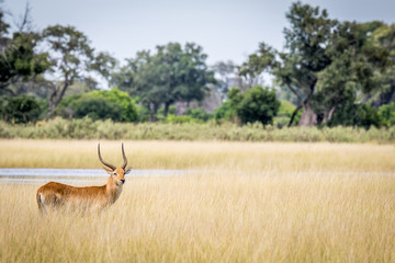Lechwe starring at the camera.
