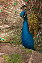 Obraz premium Peacock closeup