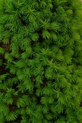 Зелёная текстура из маленьких хвойный веточек растения