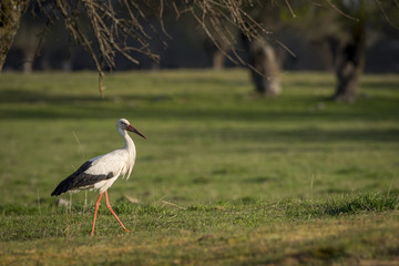 Obraz na płótnie Canvas White stork (Cicocina ciconia) walking in the forest