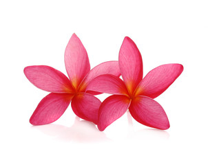 Fototapeta na wymiar beautiful pink tropical flower and petals Plumeria flower isolated
