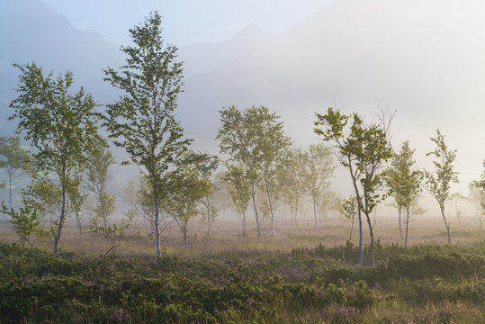 Birken im Nebel mit Latschen