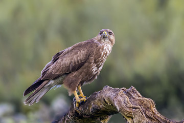 buteo buteo