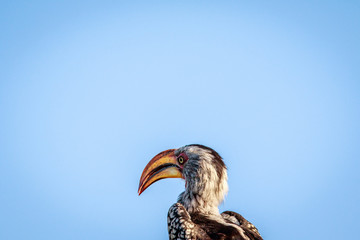 Side profile of a Yellow-billed hornbill.