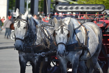 horse and carriage