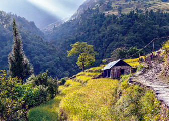 Farm in the Nepal valley - Himalayas
